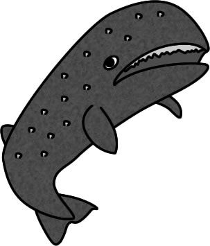 コククジラのイラスト画像