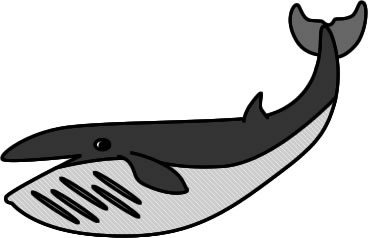 ナガスクジラのイラスト画像