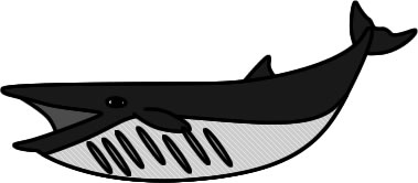 イワシクジラのイラスト画像