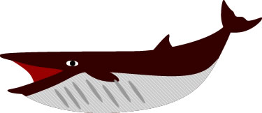 イワシクジラのイラスト画像