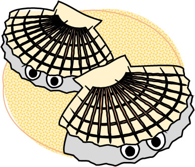 ホタテ貝のイラスト画像2