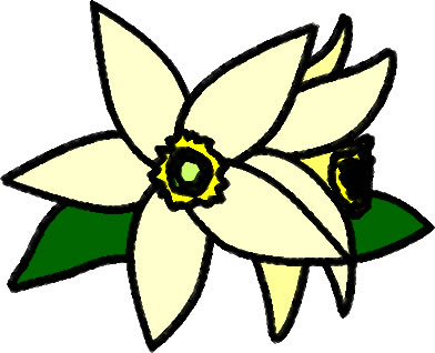 ミカンの花のイラスト画像