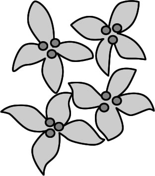 オリーブの花のイラスト画像