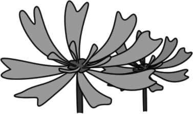 レンゲの花のイラスト画像
