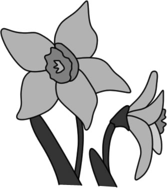 スイセンの花のイラスト画像