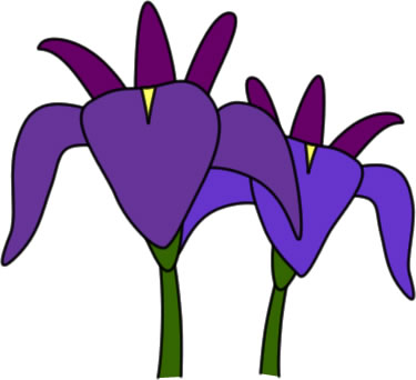 カキツバタの花のイラスト画像