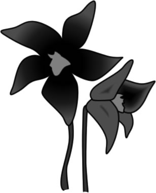 クロユリの花のイラスト画像