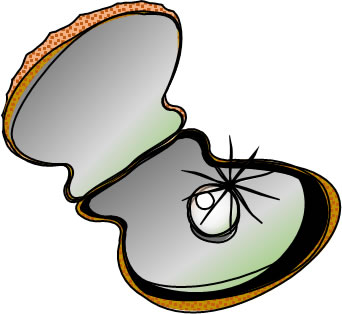 アコヤ貝のイラスト画像1