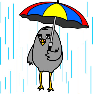 傘をさすハトのイラスト画像