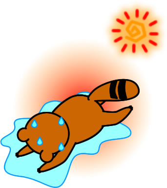 暑さで倒れるタヌキのイラスト画像