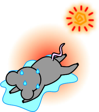暑さで倒れるネズミのイラスト画像